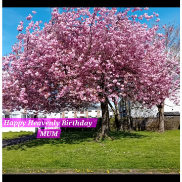 Photo for notice May DEVENNY