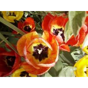 Notice Gallery for Max William TRAVIES