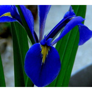Photo of Iris Pauline LUCAS
