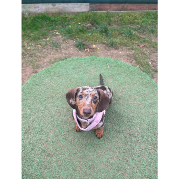 Photo for notice Chris HOLMES