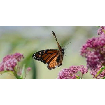 Photo of Betty WOOLAWAY