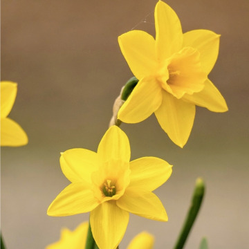 Photo for notice Dilys Mary MORGAN
