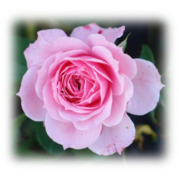 Photo of Rita CLARKE