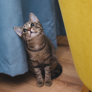 how_to_cope_with_the_death_of_a_pet_photo_right_0