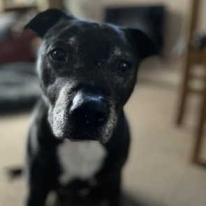 now_there_is_a_safe_space_where_you_can_share_your_grief_when_you_lose_a_beloved_animal_photo_left_0