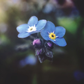 what_can_i_plant_in_memory_of_a_loved_one_photo_right_2
